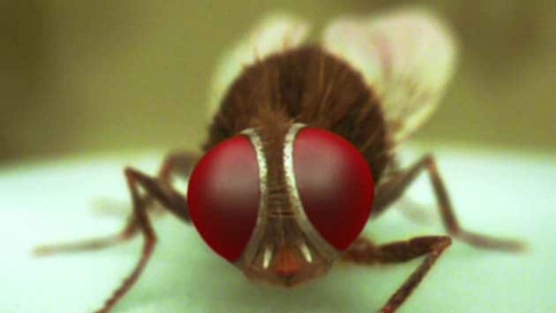 Rajamouli's 'Eega' takes foreign film fests by storm