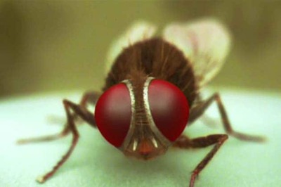 Rajamouli's 'Eega' takes foreign film fests by storm