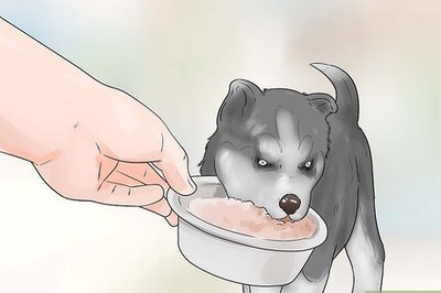 How to Train and Care for Your New Siberian Husky Puppy