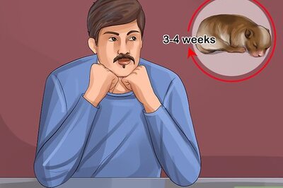 How to Tell if a Dog Is a Girl or Boy