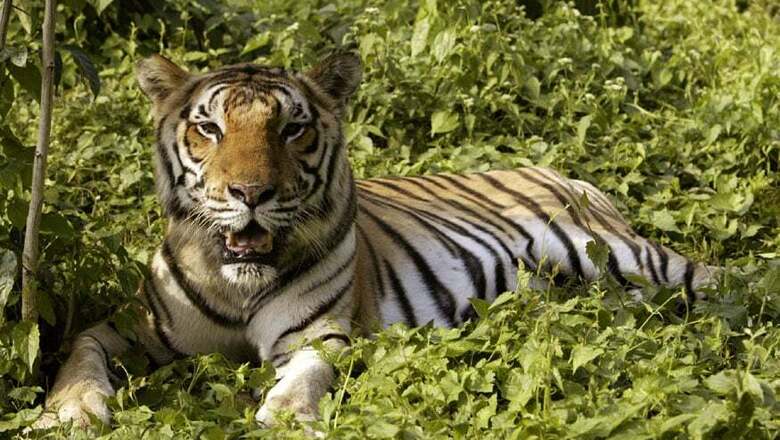 Why Mission to Capture or Kill Man-Eating Tigress Blamed for 14 Deaths Has Become Impossible