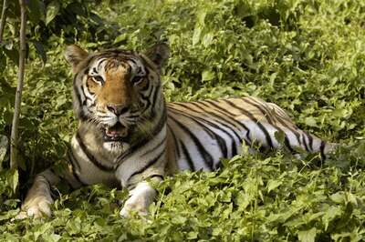 Why Mission to Capture or Kill Man-Eating Tigress Blamed for 14 Deaths Has Become Impossible