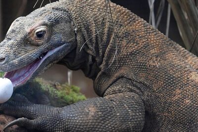 Komodo Dragon, 2 in 5 Shark Species Lurch towards Extinction in Updated Wildlife Red List