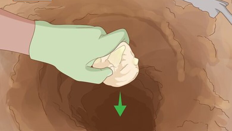 How to Plant Lily Bulbs