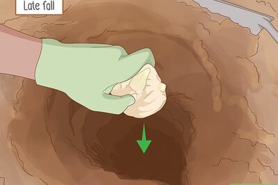 How to Plant Lily Bulbs