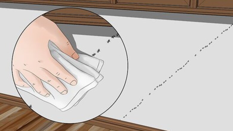 How to Get Rid of Ants