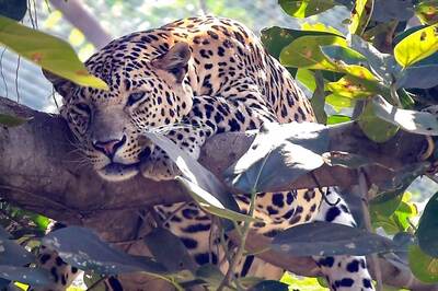 Leopard Population Stabilises, But Big Cat Numbers Record Decline in Shivalik Hills, Gangetic Plains