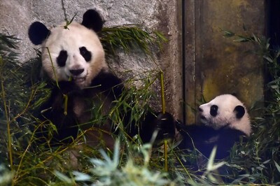 Pandamania: Where to See Pandas in Europe, N America, Asia