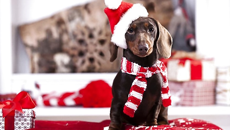 Don't Let Your Dog Fall Prey to Chocolate Poisoning This Festive Season: Experts