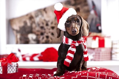 Don't Let Your Dog Fall Prey to Chocolate Poisoning This Festive Season: Experts