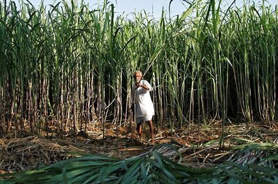 Govt Hikes Sugarcane Price by Rs 20/Quintal to Rs 275/Quintal for 2018/19 Season