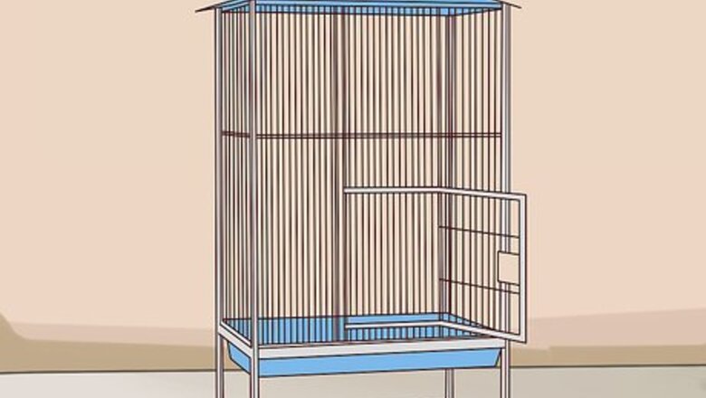 How to Care for an Eclectus Parrot