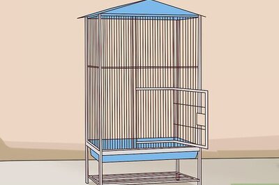 How to Care for an Eclectus Parrot