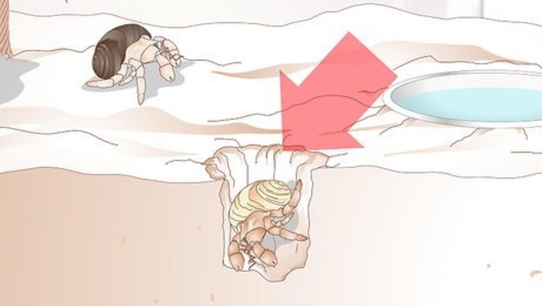 How to Take Care of a Molting Hermit Crab