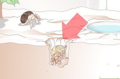 How to Take Care of a Molting Hermit Crab