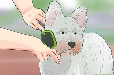 How to Groom a Westie