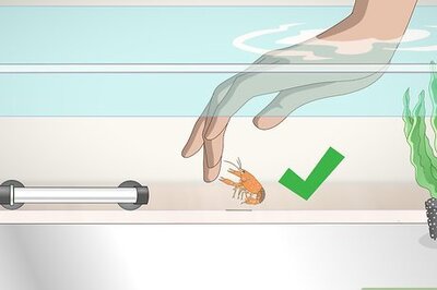 How to Play With a Crayfish