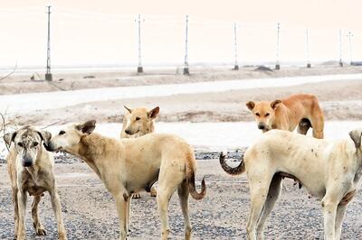 Buried Alive By 4 Men, Man Claims He Was Saved By Stray Dogs Who Dug Him Up
