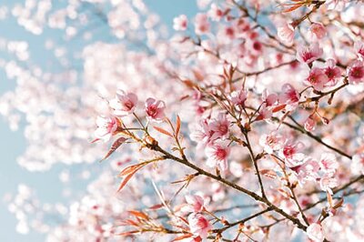 Japan To Sweden: Best Destinations To Witness Cherry Blossoms In Spring