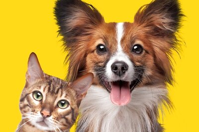 National Pet Day 2022: How to Celebrate the Day With Your Pet
