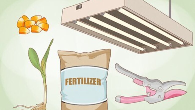 How to Grow Corn Indoors