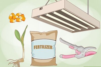 How to Grow Corn Indoors