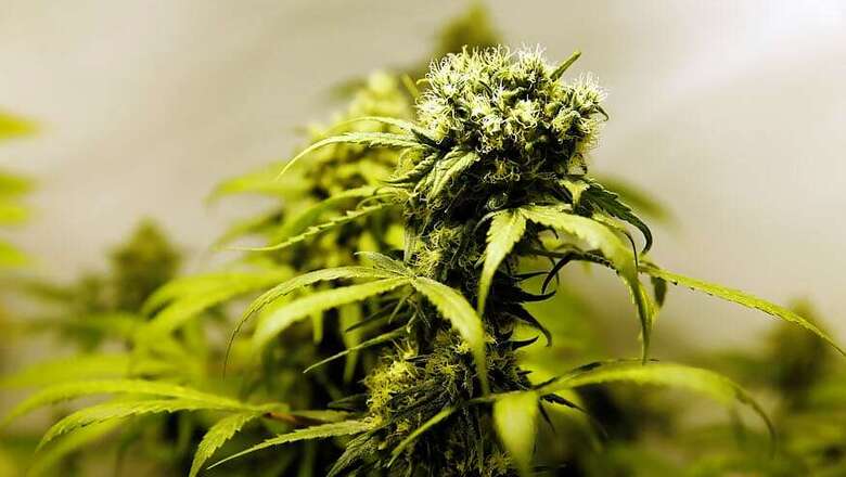 California Set for New Year's Buzz With Recreational Marijuana Sales