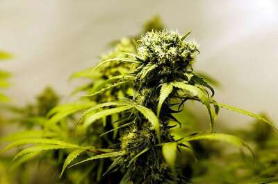 California Set for New Year's Buzz With Recreational Marijuana Sales