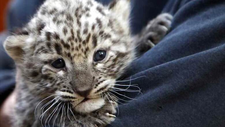 Tamil Nadu Man Returns Home to Find Leopard Lying Under Bed; Forest Officials Spend Hours to Capture it