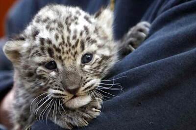 Tamil Nadu Man Returns Home to Find Leopard Lying Under Bed; Forest Officials Spend Hours to Capture it