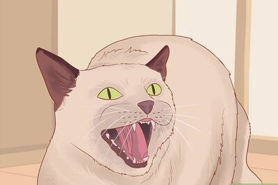 How to Help an Indoor Cat Being Tormented by an Outdoor Cat