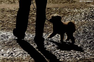 Russia: Dog dies saving drunken owner from train