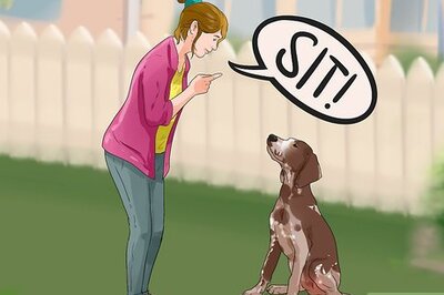 How to Train German Shorthaired Pointers