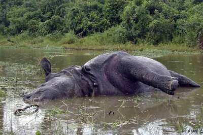 Assam: Rhino killed, horns removed in Kaziranga