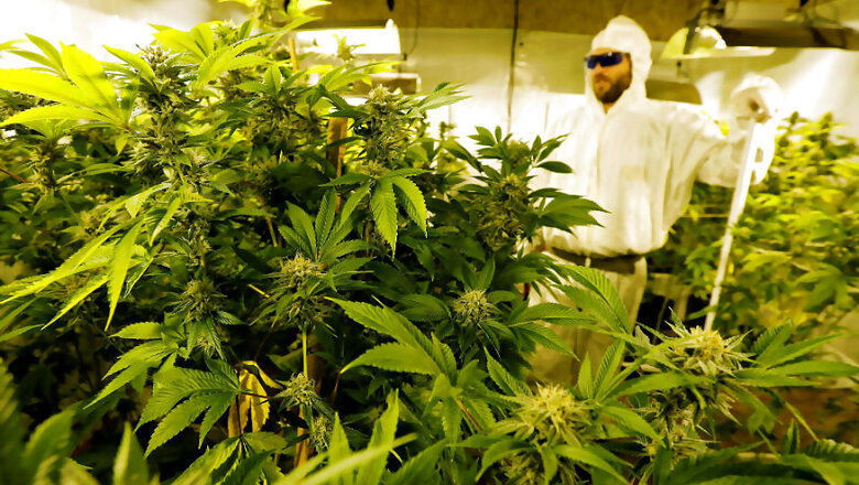 Michigan College Rolls Out Marijuana Degree for Undergraduates, But Hold the Jokes