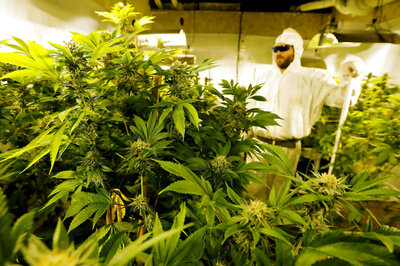 Michigan College Rolls Out Marijuana Degree for Undergraduates, But Hold the Jokes