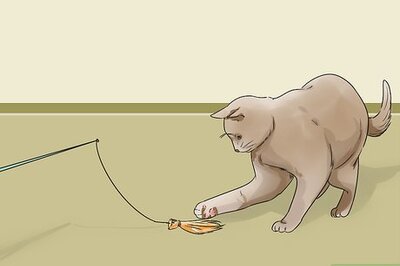 How to Care for a Balinese