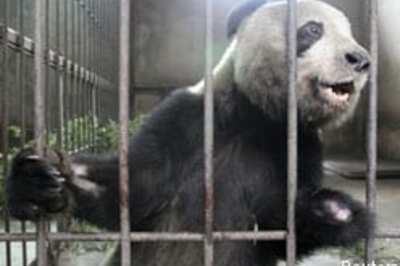 Legless panda needs a hand for sex