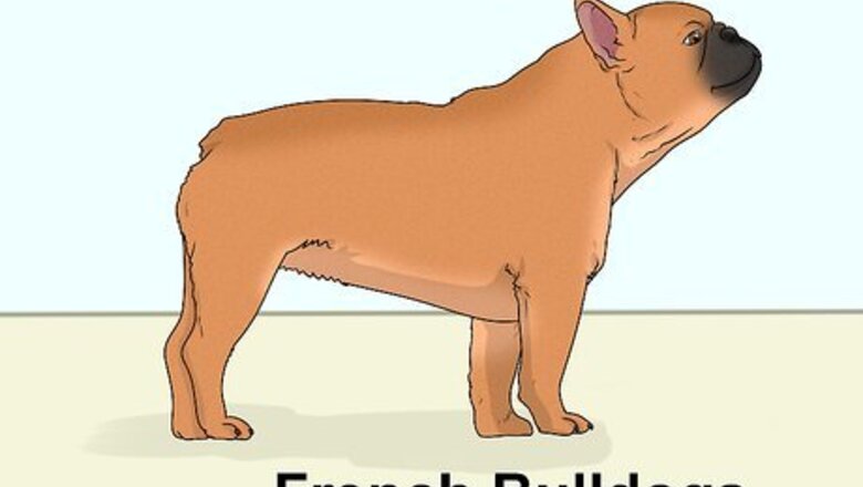 How to Identify a Boston Terrier