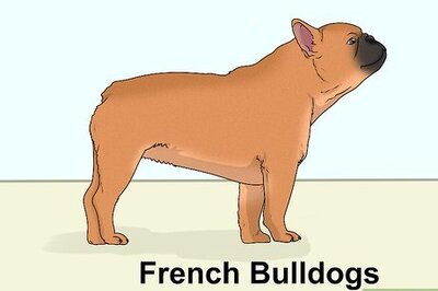 How to Identify a Boston Terrier