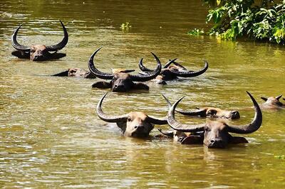 'Toxic Water' From Chemical Factory in UP Kills 21 Buffaloes, Probe on