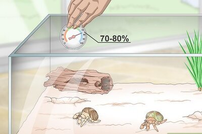 How to Maintain Humidity in a Pet Hermit Crab Habitat