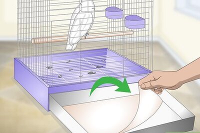 How to Clean a Cockatoo Cage