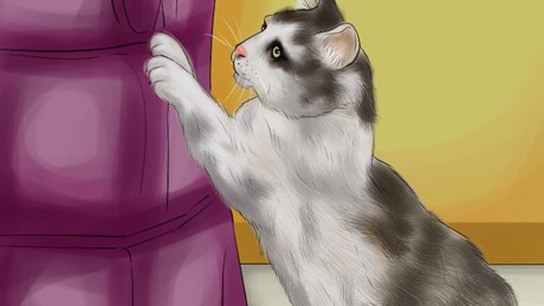 How to Choose a Scratching Post or Pad for Your Cat