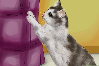 How to Choose a Scratching Post or Pad for Your Cat