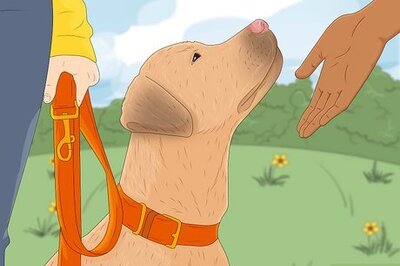 How to Become Friends with an Unfriendly Dog