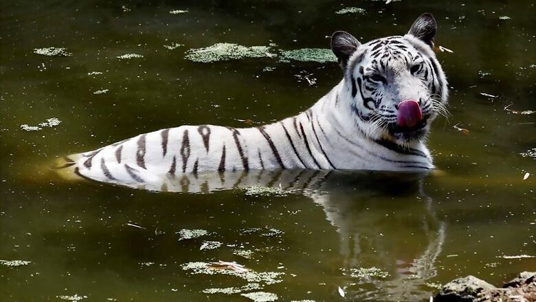 Mumbai's Last Captive White Tiger, Bajirao, Dies at Age 18 in Sanjay Gandhi National Park