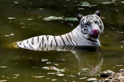 Mumbai's Last Captive White Tiger, Bajirao, Dies at Age 18 in Sanjay Gandhi National Park
