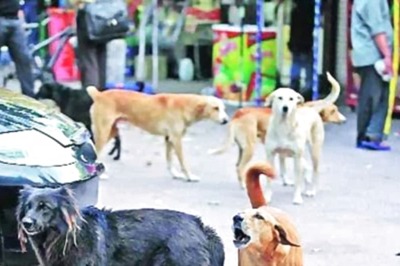 Stray Dogs Attack Child Playing Outside House In Pune's Chakan, Horrific Incident Caught On CCTV