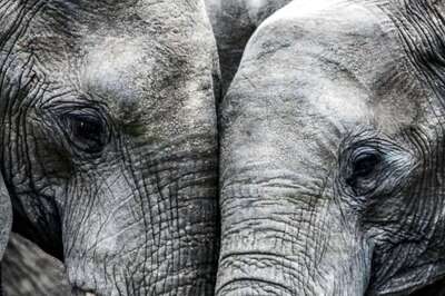 World Elephant Day 2021: History and Significance  